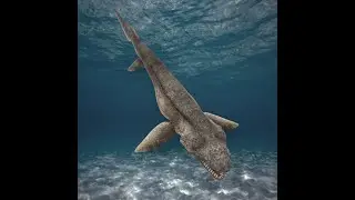 FRILLED SHARK / HINDI  / RAPID INTELLIGENCE