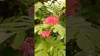 Beautiful  Flower  Red Powder Puff in Bloom 🌼 Florida, USA 🗽 #flower #flowers #florida #usa