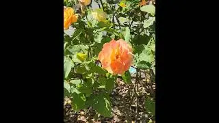 Rose Garden, Tacoma WA