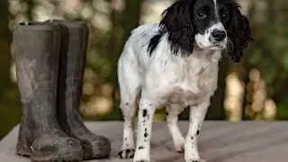 Managing English Springer Spaniel Barking Behavior