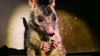 Brushtail possum eating grapes (Trichosurus vulpecula arnhemensis)