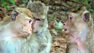 Monkey family laughter, The laughter in the monkey.