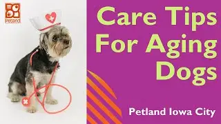 Caring For An Aging Dog  👩🏼&zwj;⚕️