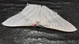 Grey Swallowtail Moth 🦋 | Micronia aculeata in 4K | Rare Butterfly-Like Moth Showcase @chrono_vision