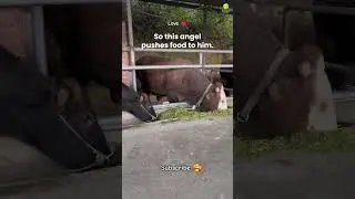 HeartsWithoutLanguage💗#animals #cow #love #shorts #viral #ytshorts #youtubeshorts #respect #trending