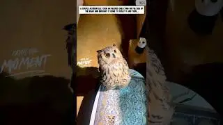 🦉 Injured Owl Found Roadside... What This Couple Did Next Changed Everything!
