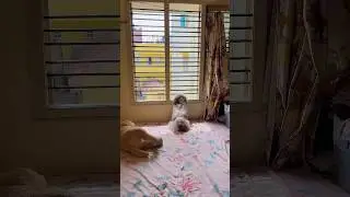 Sunny 🌞 #fyp #ytshorts #shorts #fun #pets #dog #lyra #shihtzus #love #trending #sun #india