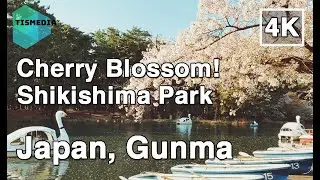 【4K】🇯🇵🌸Amazing Japan! Cherry Blossom (Sakura桜) Walking around Shikishima Park (敷島公園)🎧, Gunma, Japan
