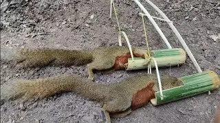 An amazing easy bambo traps to catch squirrels  and  good traps