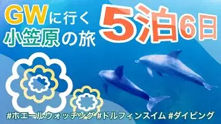 GWに行く小笠原5泊6日の旅‼️#父島 #船旅 #ホエールウォッチング #ドルフィンスイム # ダイビング