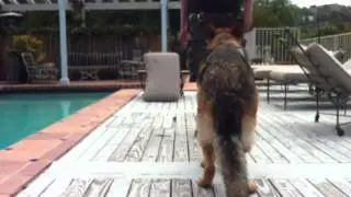 K9Conservatory-Spirit-practices GO TOUCH