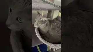 Russisch Blau #russischblau #russianbluecats #cats #nicecats #shorts #youtube #youtubeshorts #short