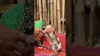 MOM is too late ⏰ for his eating time 🍼 #shorts #babymonkey