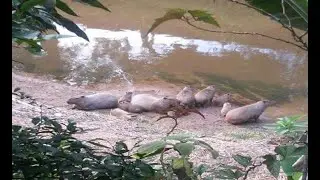 Imagens Incríveis na Caçada de Capivara..