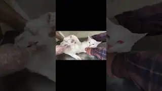 Cat fever treatment #petclinic