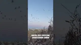 Epic Saskatchewan Snow Goose Hunting with Aurora Skies Outfitting. Endless shooting opportunity.