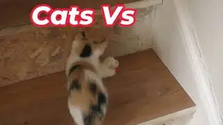 Cats Vs Lamb Chops Cat Toy From Five Below! 😻