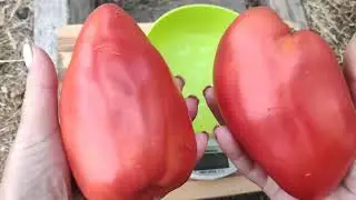 Сорт томата- Древнее сердце Аккви Терме