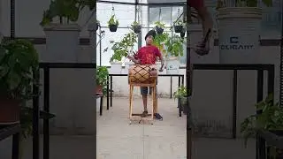 Dhol Beat / Desi / Folk  Music / Lok Music