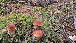 FUNGHI PORCINI➖FUNGAIA DI OLTRE 20 EDULIS 💣