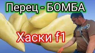 Высадка ОДНОГО Из  САМЫХ Урожайных Гибридов ПЕРЦА -ХАСКИ f1 в Открытый ГРУНТ.
