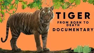 👑 From Tiny Cub to King of the Jungle: The Life of a Tiger 🐯👑