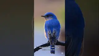 Meet the Beautiful Bluebird