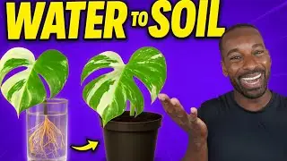 How to Transfer Cuttings from Water to Soil &mdash; Beginner-Friendly