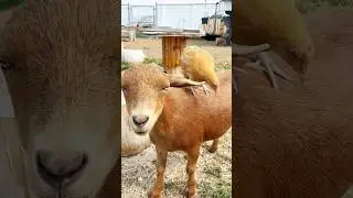 Best friends! #viral #viralshorts #farmanimals #cuteanimal #pets #animals #goat #chicken #cute