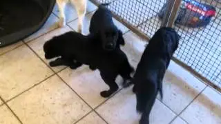 DIERENADOPTIES. HONDEN DIE WACHTEN OP EEN HUISJE!! JANUARI 2013