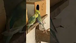 #viral #birds#coqueirinho#pets #coleirosolto #parrot#video #petsfofinhos#budgies#shorts #shortsvideo