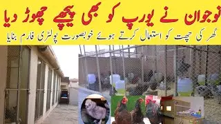 visiting beautiful fancy hen setup on roof top| Australorp| wyandotte |silki white|top quality