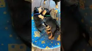 Сладкая парочка 🐶Марсель💚 и Патрон💙