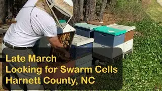 Looking for Swarm Cells | Late March | Harnett County, NC #beekeeping