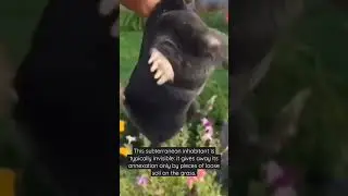 Mole (Talpidae) #shorts #animals