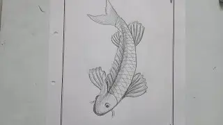 Fish Drawing with HB and 10B Pencil DRAWING-55
