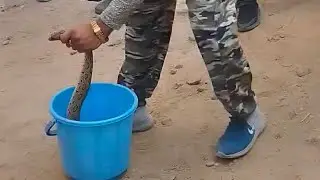 Deadly Mistake in Catching Russell&rsquo;s Viper | Can Kill in One Second | Snake Rescue Warning