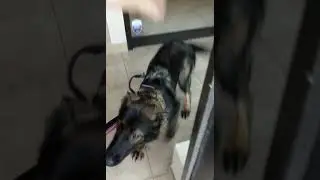 Luna at the vet for her shots