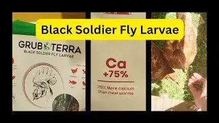 Dried Black Soldier Fly Larvae: WHAT NOT TO DO. (Tiny Servings = Big Benefits. See Description)