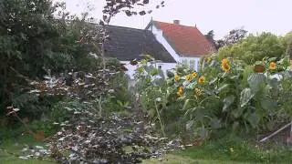 Den lykkelige krise