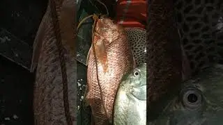 trevally,red snapper,and stingray!!!