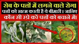 How to treat mosaic virus,Powdrey mildew,Scab in apple trees