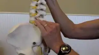 Spine Care & Back Pain 101 part 1
