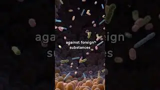 Immunity Illumination: How the Immune System Protects the Body from Microbes #shorts
