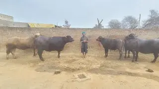 ਇਹ ਬਈ ਦੀ ਮਿਹਨਤ ਵੀ ਕਮਾਲ ਝੋਟੀਆਂ ਵੀ top