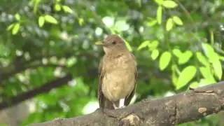 Aves de la ciudad - El 