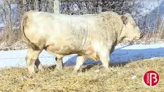 0200CH50319 CEDARLEA GALVESTON 7G