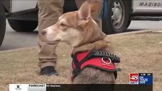 Madison police are asking for donations for injured puppy