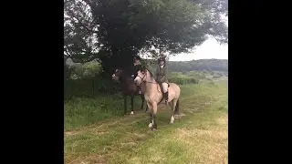 macc riding club - novice ridden class - 14/6/2015