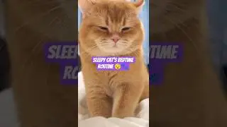 Sleepy Cat&rsquo;s Bedtime Routine 😴🐾#catlovers #adorable #pets